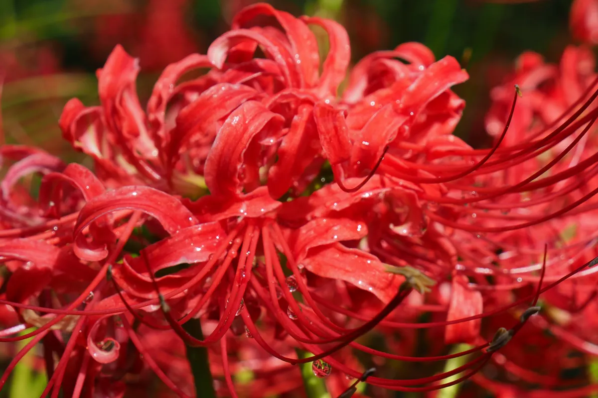 水滴をまとった彼岸花