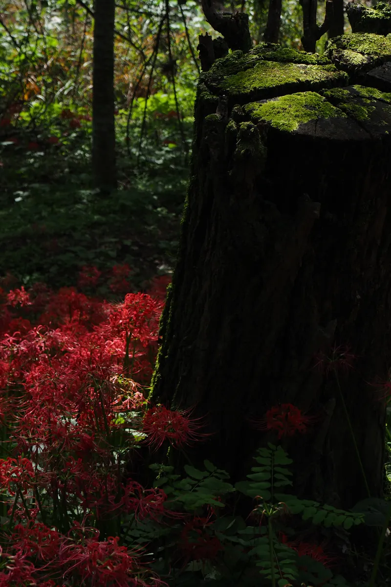 苔むした切り株と彼岸花