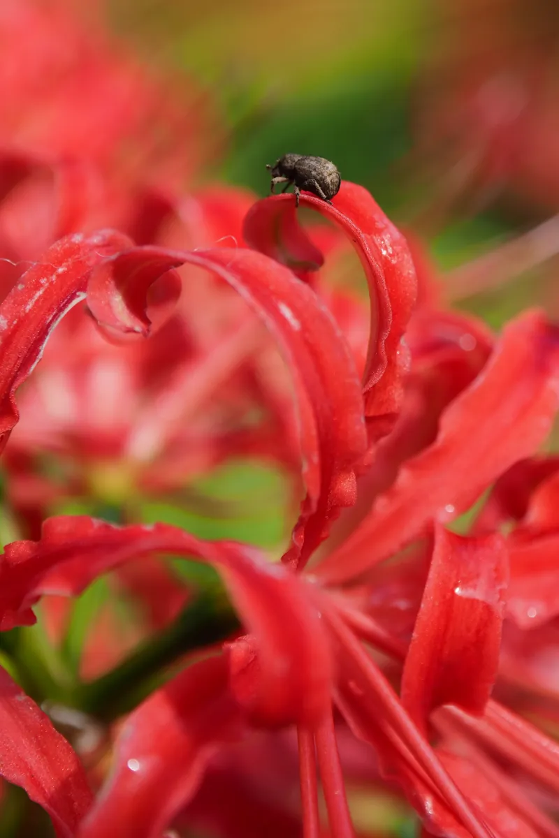 彼岸花に止まる虫