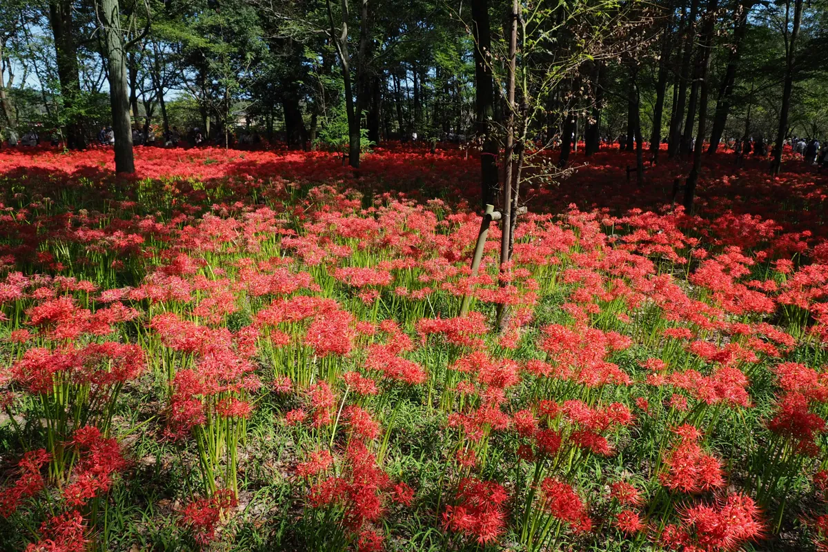 木漏れ日の中の彼岸花