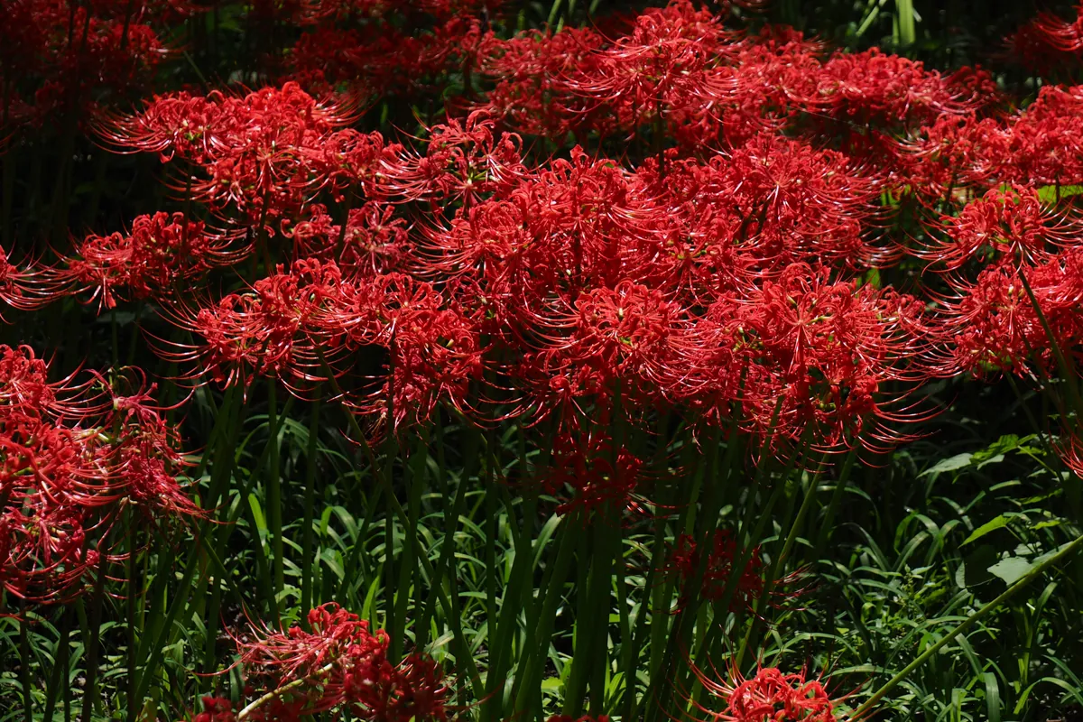 鮮やかな彼岸花の群生