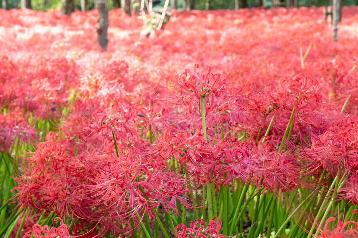 巾着田を埋め尽くす彼岸花