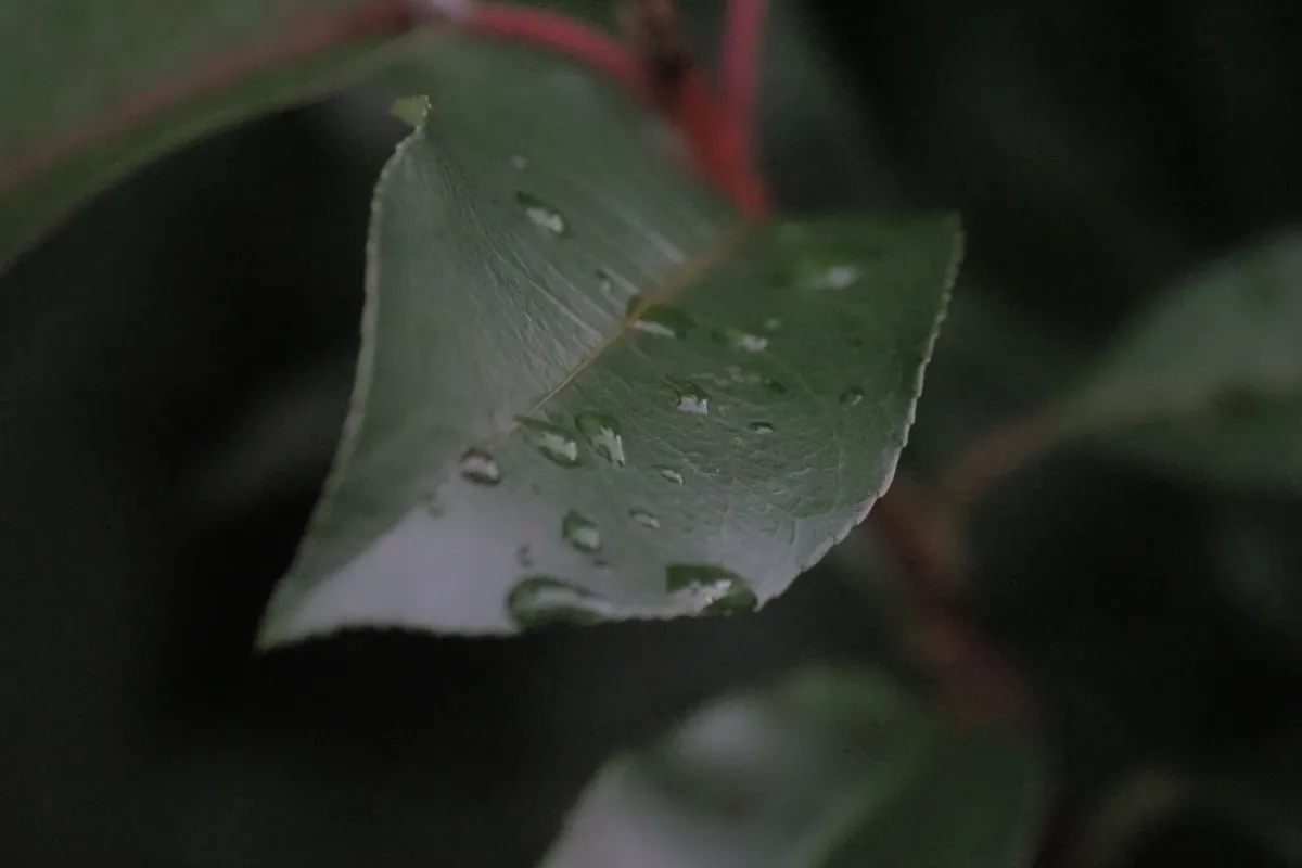 雨上がりの濡れた葉(CPL効果弱)
