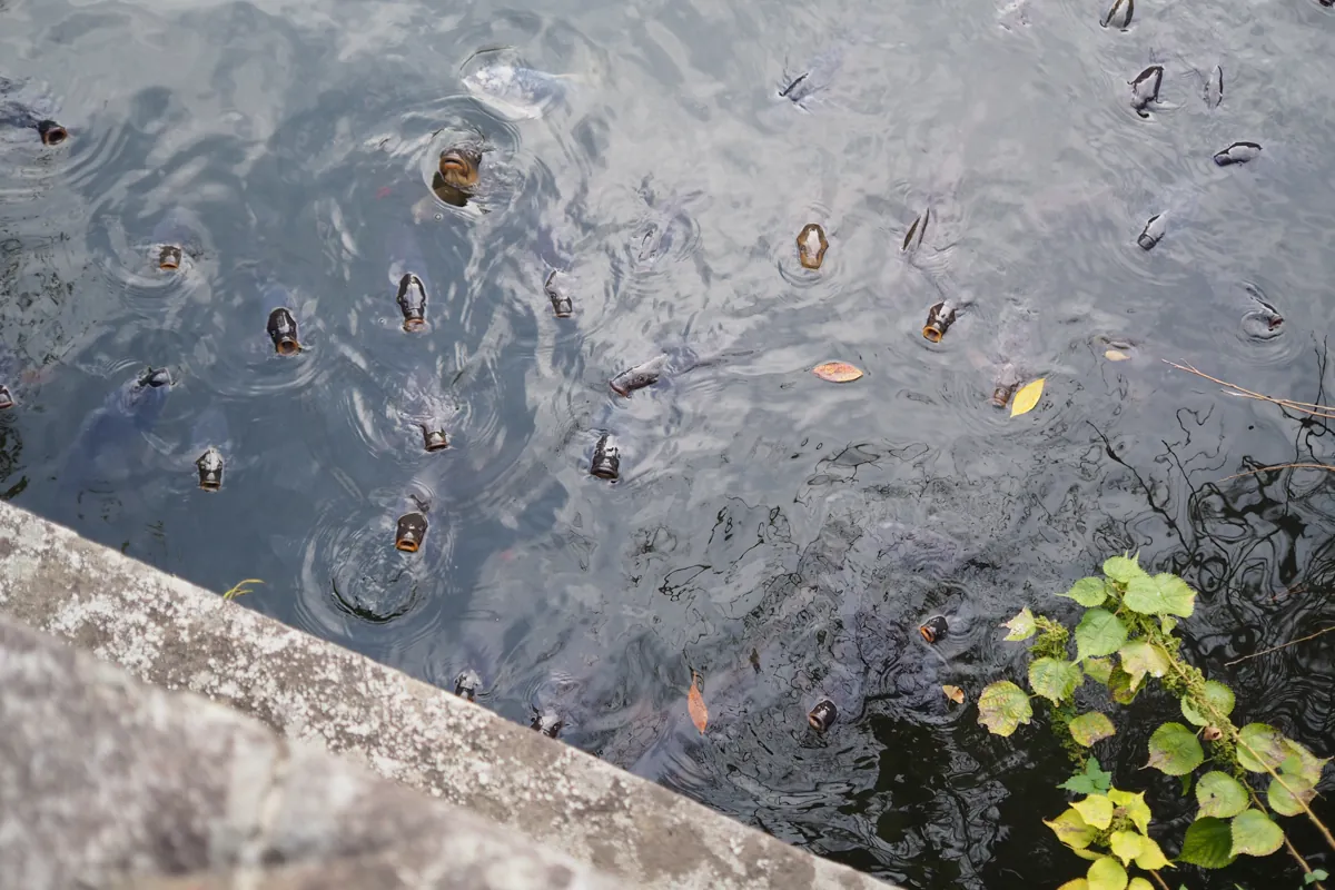 三嶋大社の池で餌を求めて集まる多数の鯉