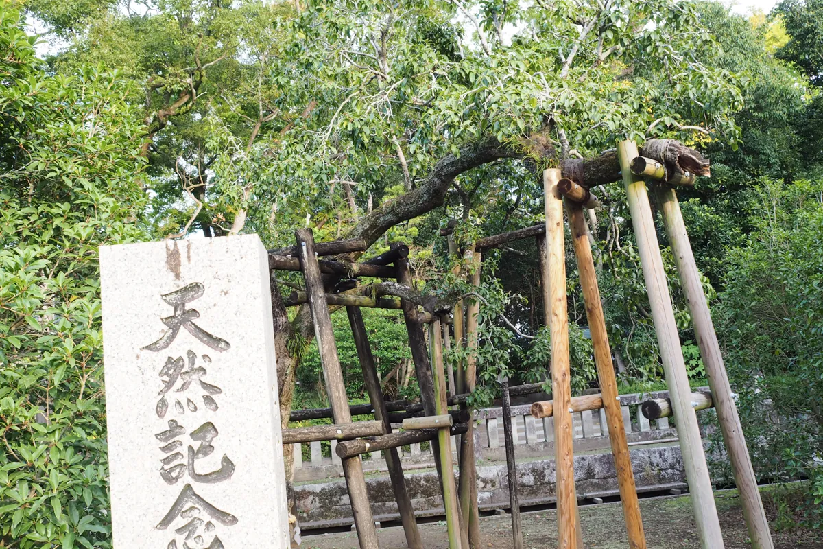 三嶋大社境内の天然記念物金木犀を支える複数の支柱