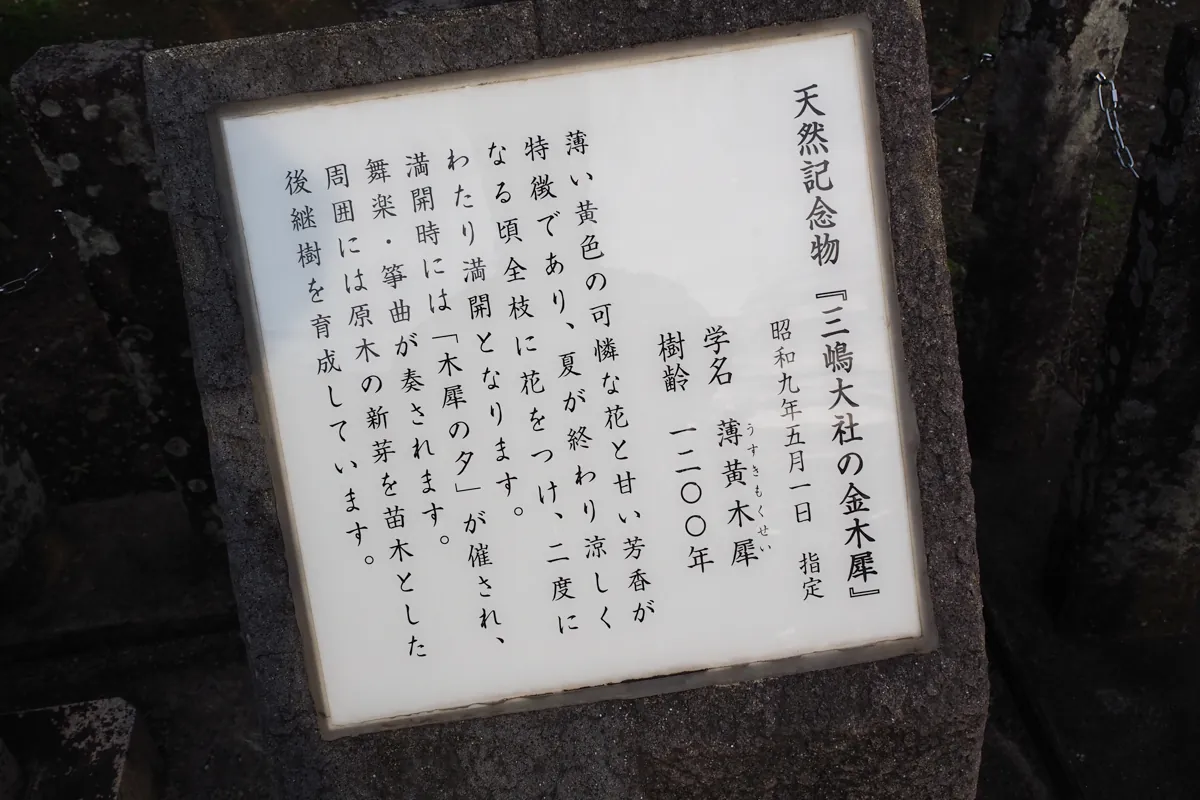 三嶋大社天然記念物金木犀の解説板