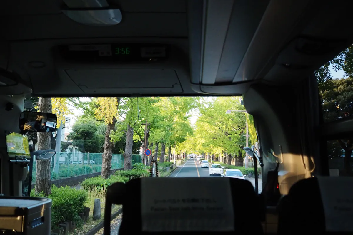 バスの窓から見た、まだ緑色の葉が多い日大通りのイチョウ並木