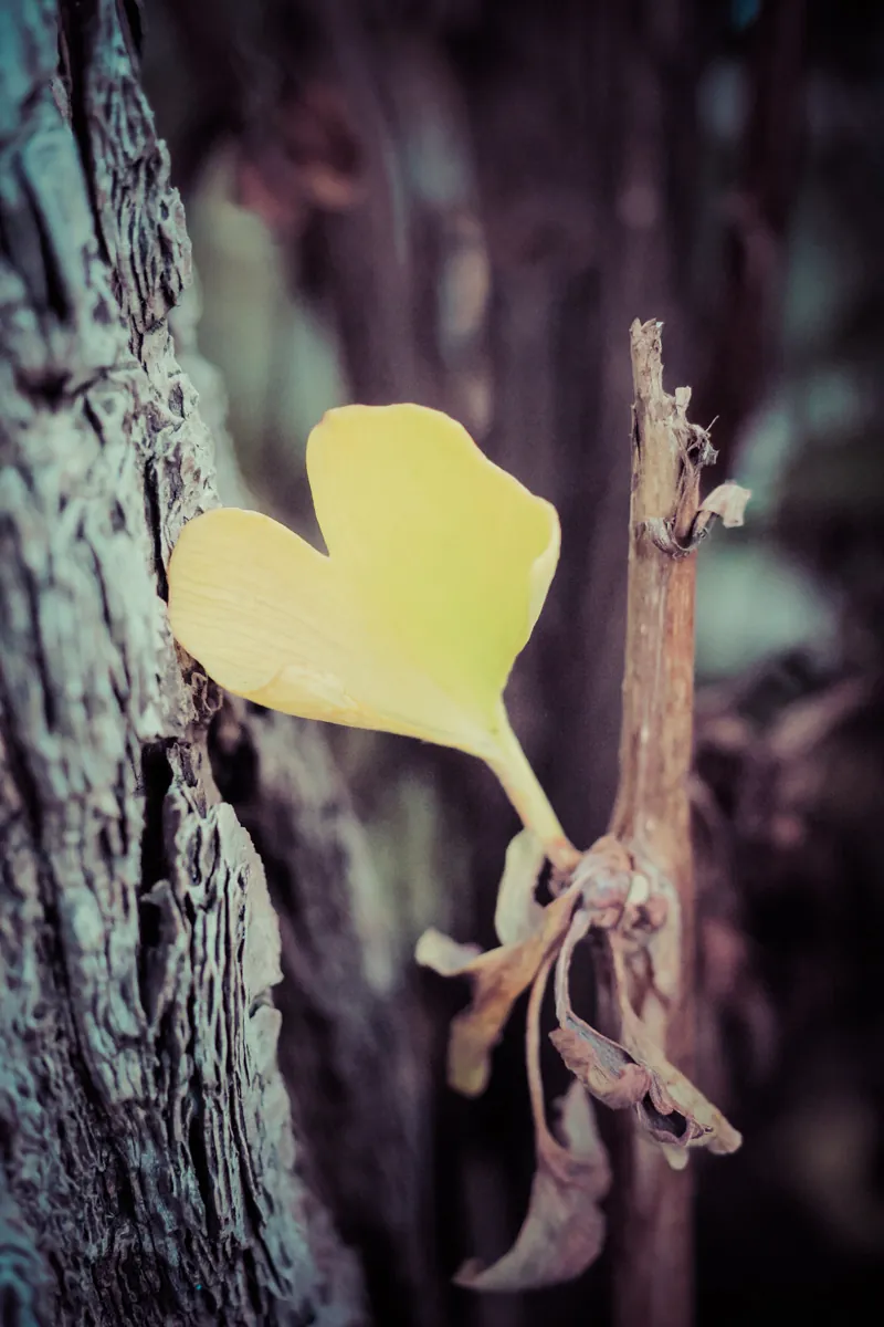 木の幹の間にひっそりと、鮮やかな黄色のハート形をしたイチョウの葉。周囲の葉はもう散ってしまっていた。