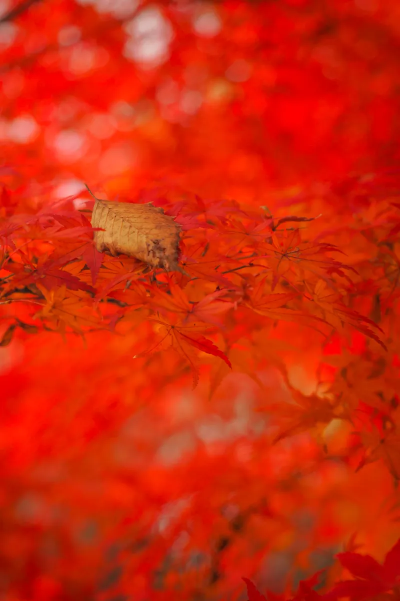 燃えるような深紅の紅葉の絨毯の上に、一枚の黄金色の枯れた葉が静かに横たわっているクローズアップ写真。背景は鮮やかな赤色のボケで覆われている。