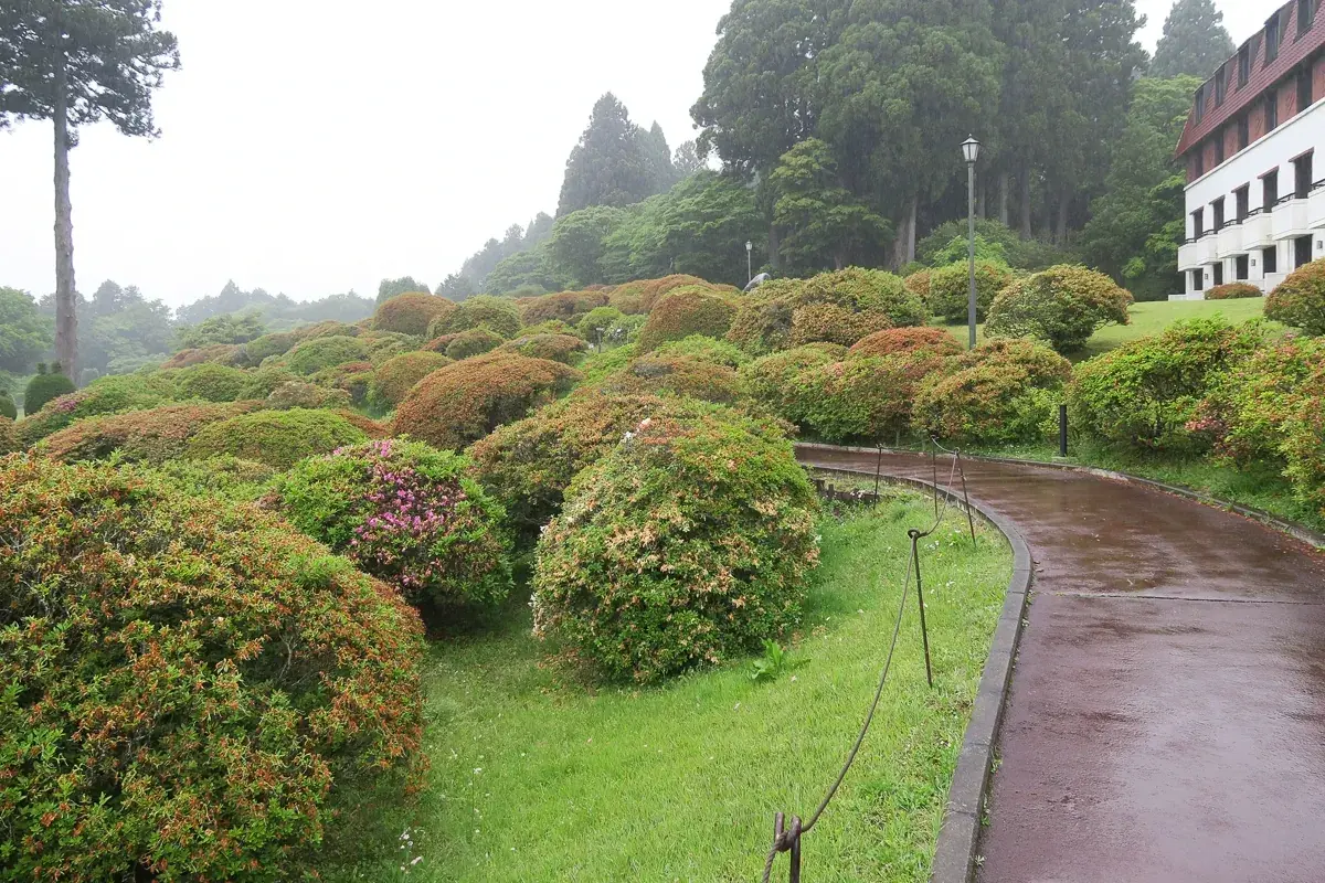 霧に包まれた山のホテルのツツジ遊歩道。満開は過ぎたが緑と霧が箱根らしい空気を作る