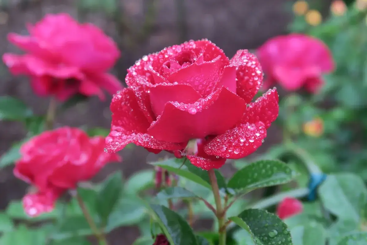 雨の水滴がついたピンクのバラの花びら。雨の日だからこそ出会える風景
