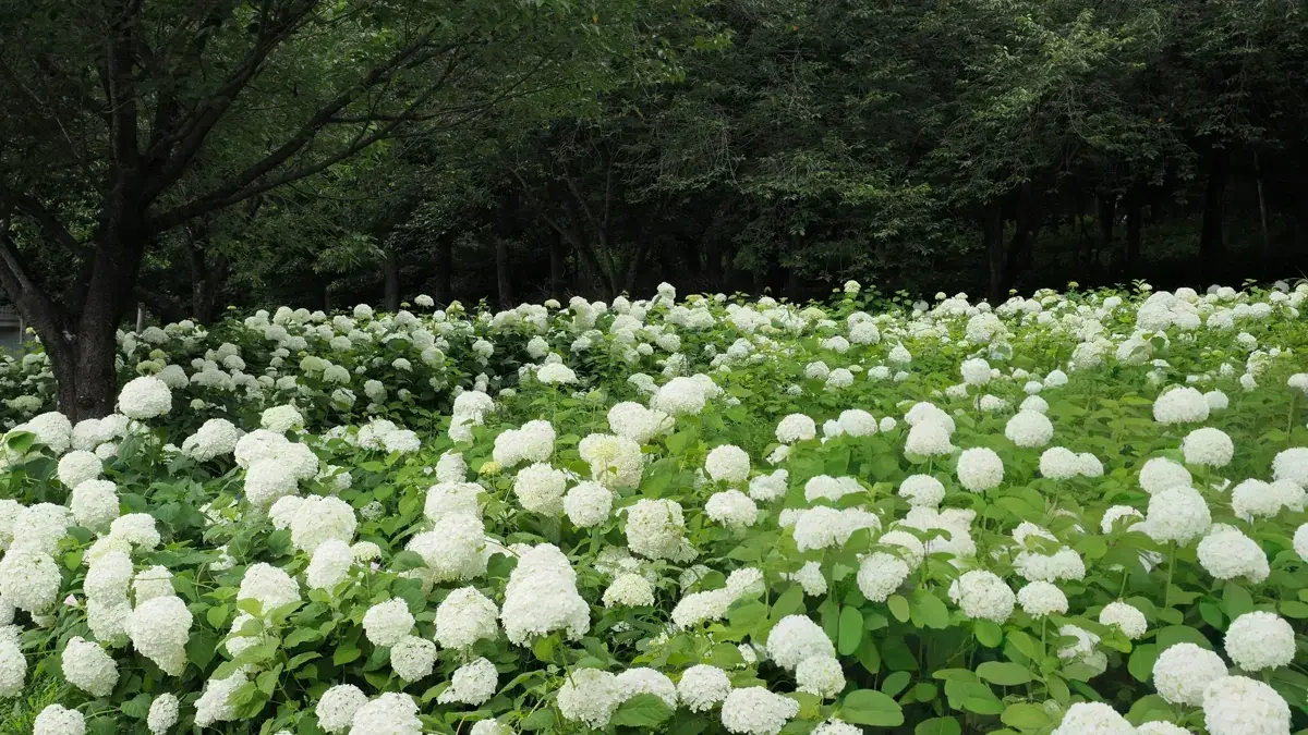 相模原北公園の木陰に広がるアナベルの群生。丸い白色の花房が地面を覆い尽くし、白い絨毯のような景観。奥の緑の葉とのコントラストが鮮やか。OM-1で撮影。