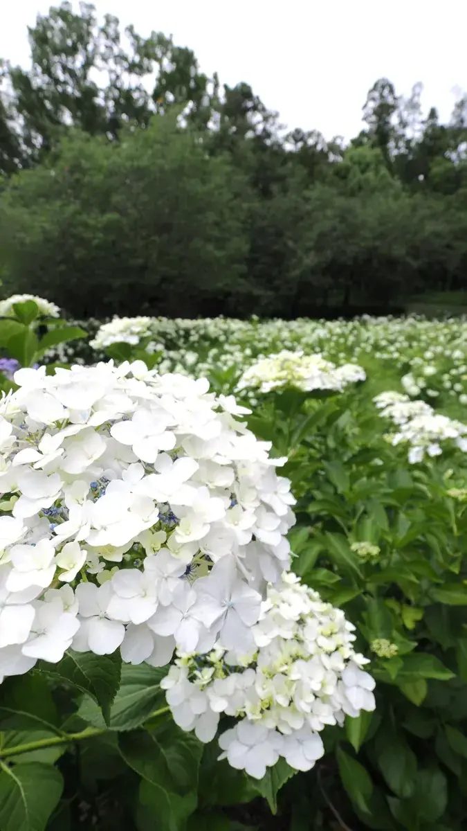相模原北公園で撮影したアナベルのクローズアップ。丸い毬状の花房を構成する小花が密集し、白い花びらの繊細な質感と形が詳細に見える。背景の群生が柔らかくボケている。