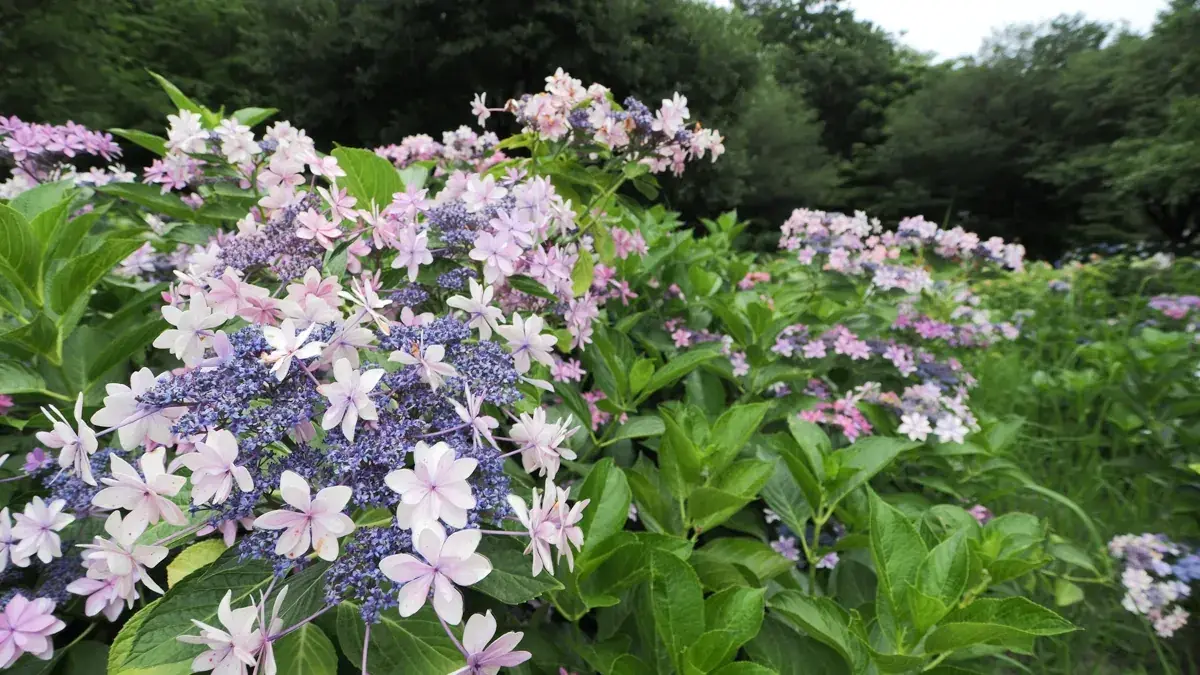 相模原北公園で2026年6月22日に撮影した紫陽花のクローズアップ。ピンクと紫の花びらの縁に黒ずみや縮れ。ピークを過ぎたコンディションがわかる。OM-1、曇天。