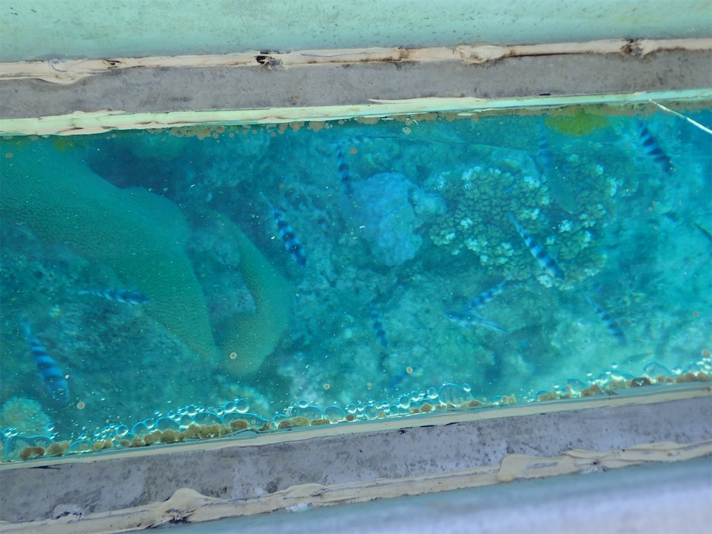 f:id:ryo-saya:20161207011321j:image