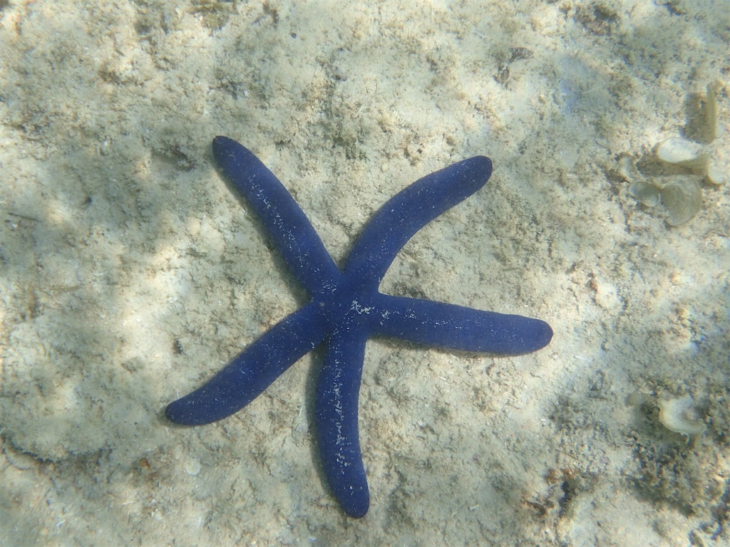 f:id:ryo-saya:20161207011402j:image