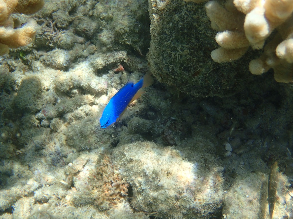 f:id:ryo-saya:20161207011818j:image