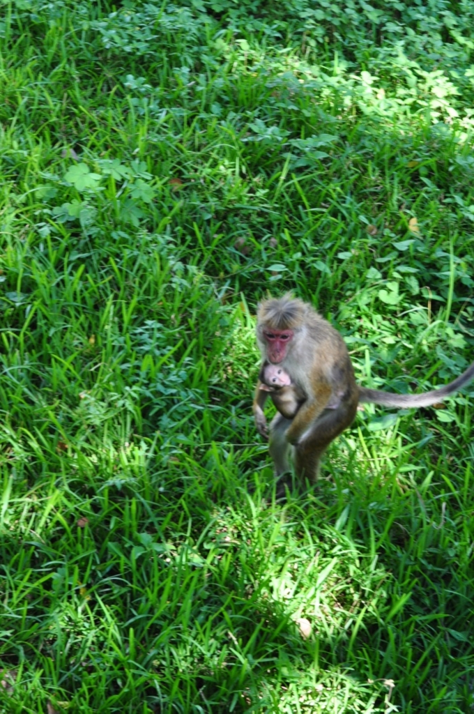 f:id:ryo-saya:20170428104028j:plain