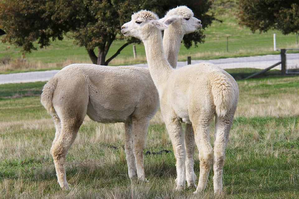 動物の名前スペイン語でなんていうの 小型動物編 とりあえずスペインで日記