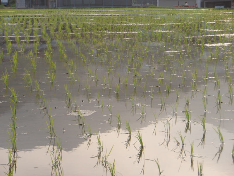 f:id:ryo326:20110603181924j:image