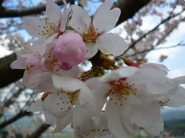 f:id:ryo326:20120403163241j:image