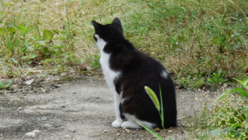 f:id:ryo326:20160617123105j:image