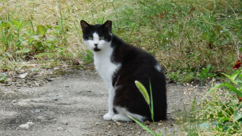 f:id:ryo326:20160617123110j:image