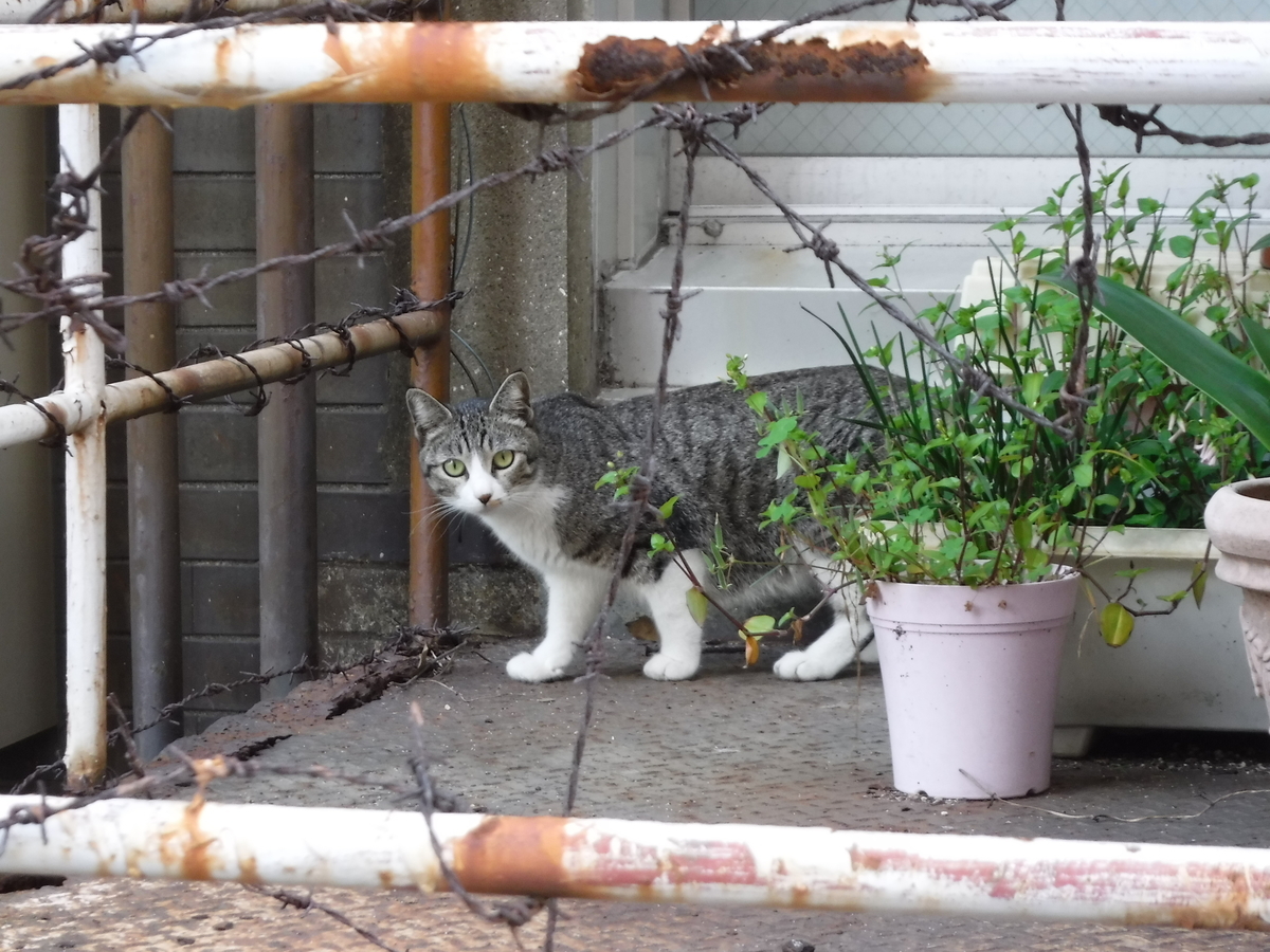 f:id:ryo326:20190514235645j:plain