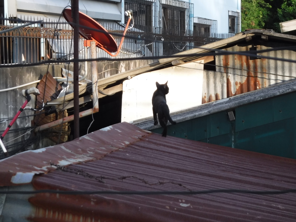 f:id:ryo326:20190702223132j:plain f:id:ryo326:20190702223132j:plain