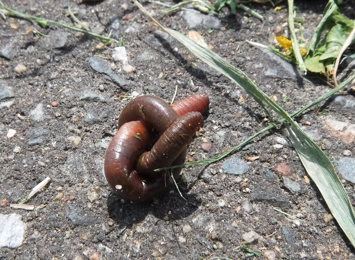 f:id:ryo326:20210516115234j:plain