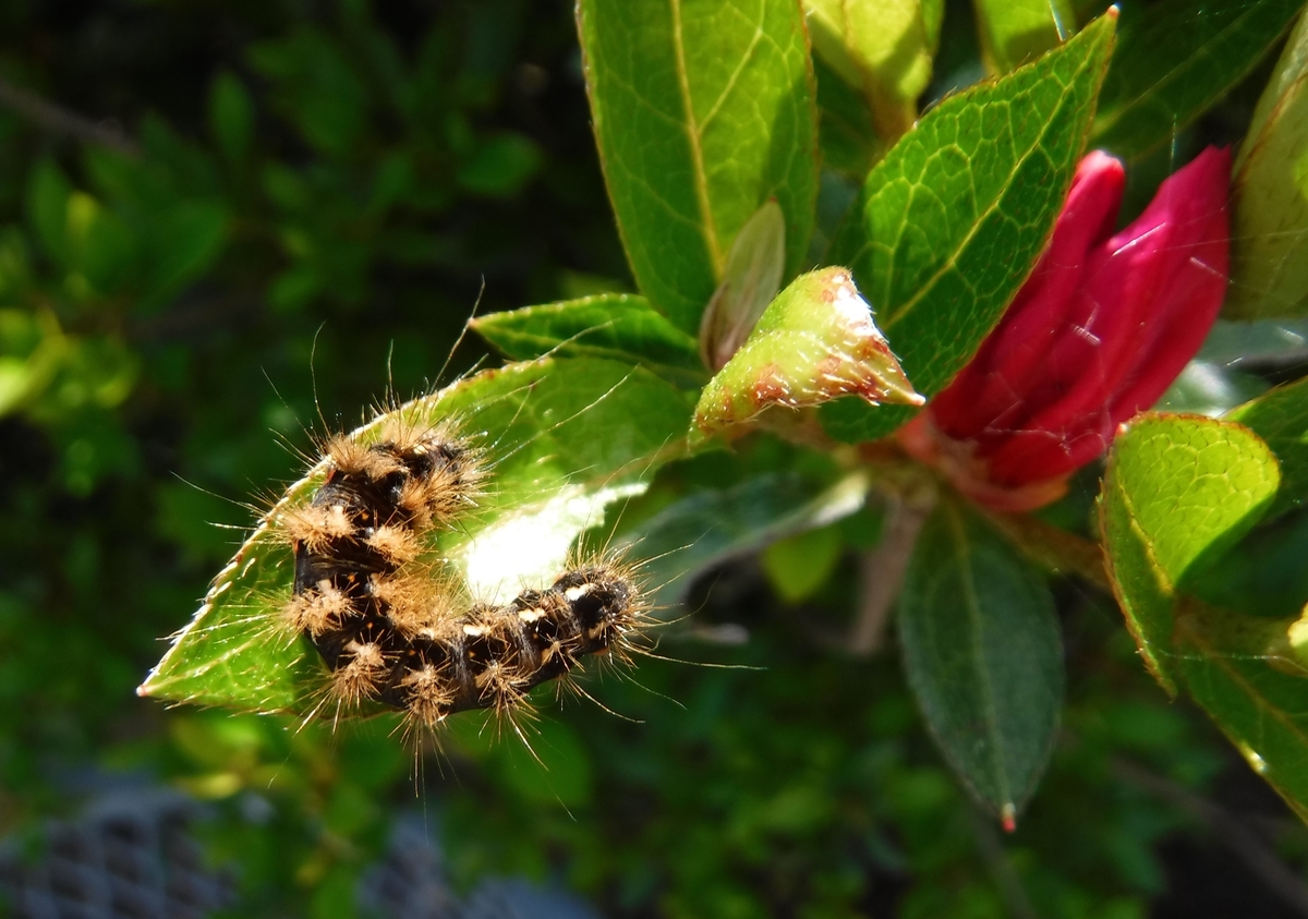 f:id:ryo326:20210516115254j:plain