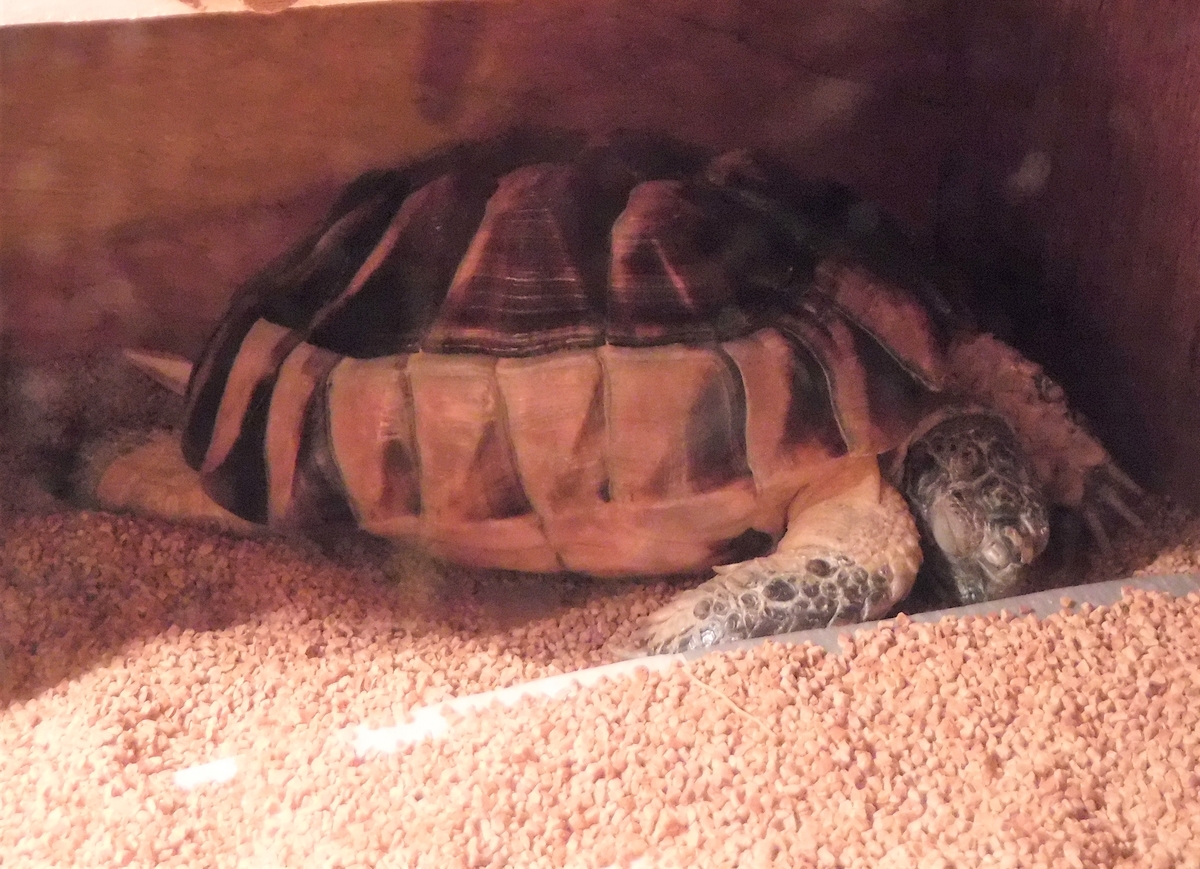 f:id:ryo326:20211113175556j:plain