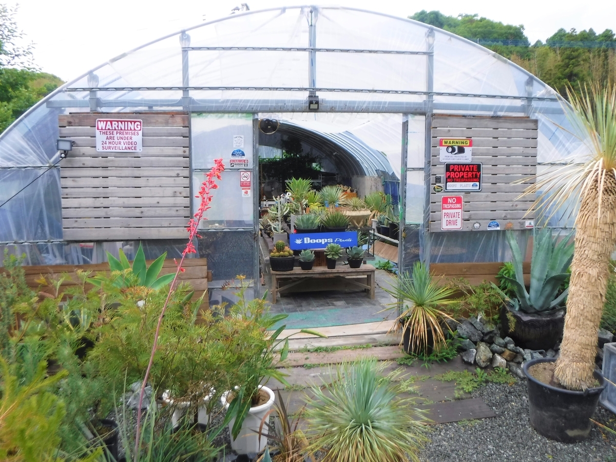 アガベの沼にハマる - ryo326の日記