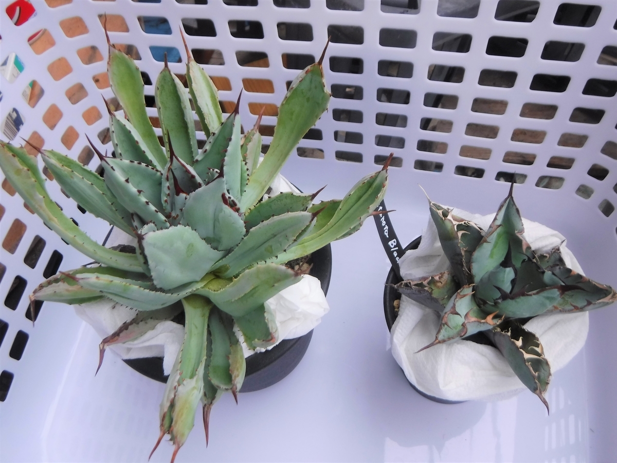 アガベの沼にハマる - ryo326の日記