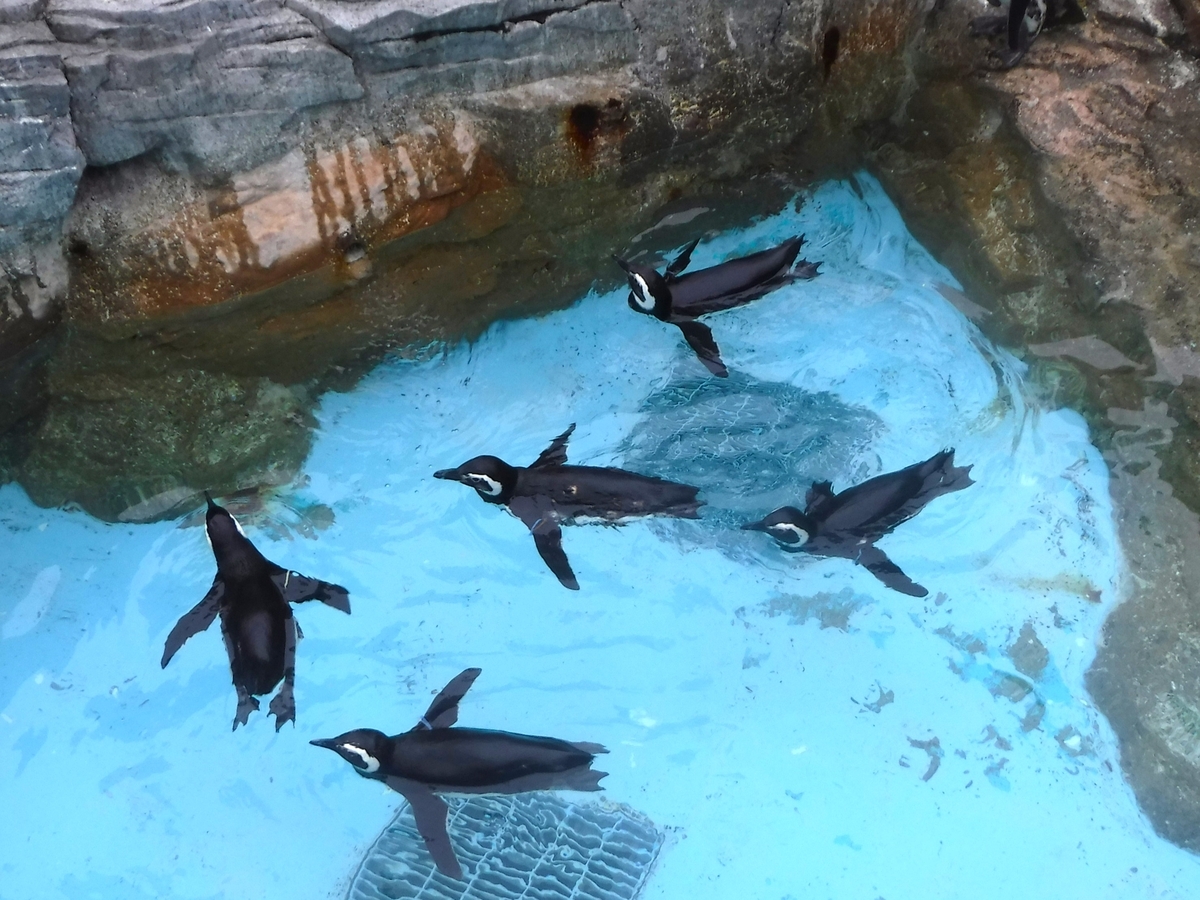ぶらっと長崎・ペンギン水族館 ⑦ - ryo326の日記