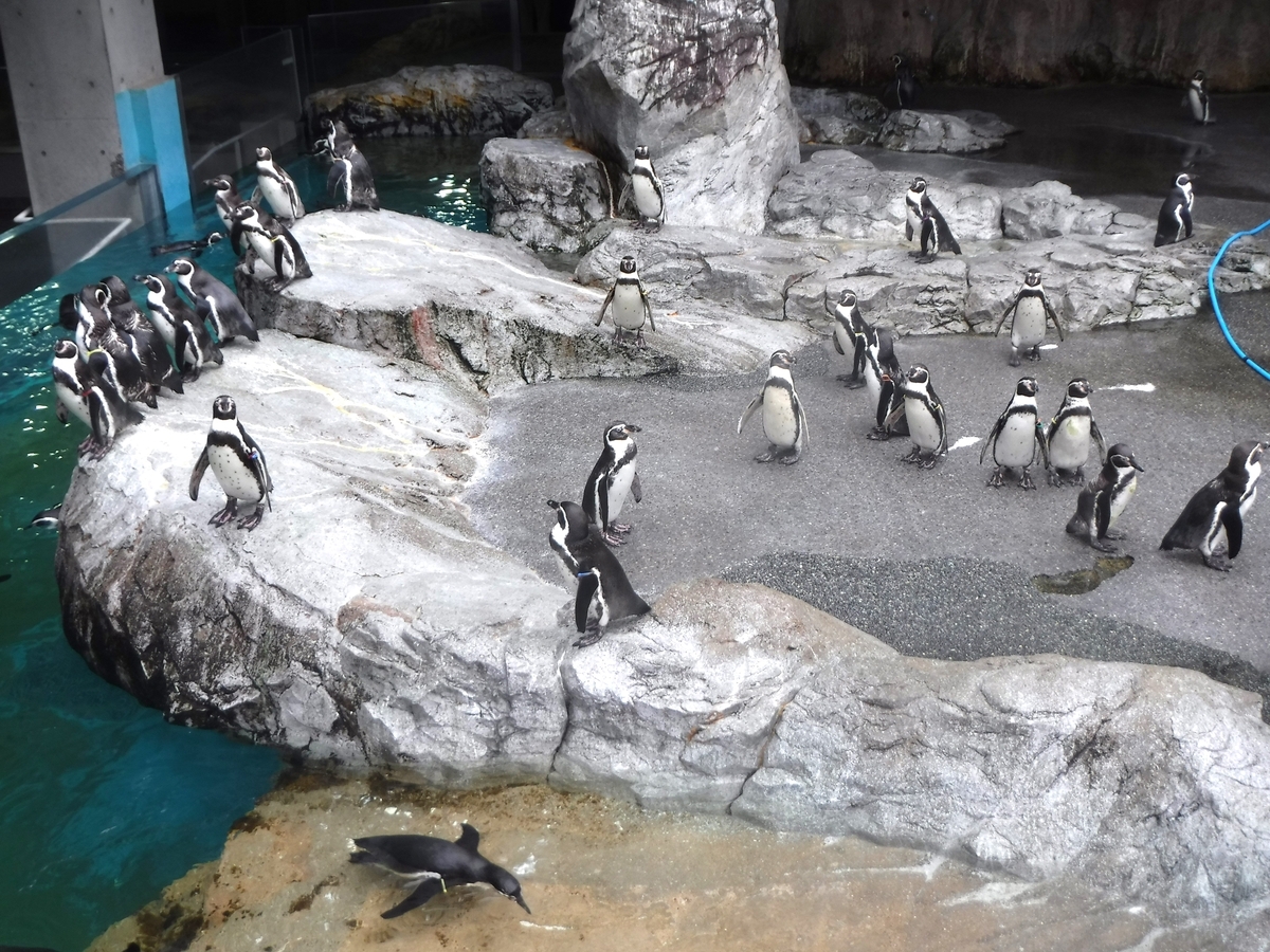 ぶらっと長崎・ペンギン水族館 ⑦ - ryo326の日記