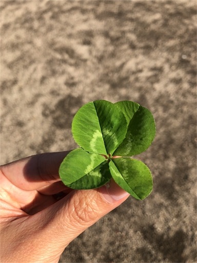 f:id:ryo71724:20190413205028j:image