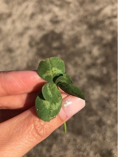 f:id:ryo71724:20190413205132j:image