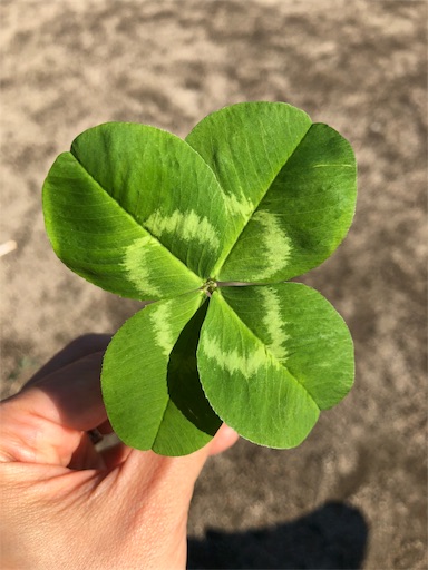 f:id:ryo71724:20190413210246j:image