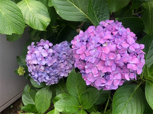 f:id:ryo71724:20210623095442j:plain
