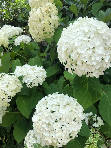 f:id:ryo71724:20210623095454j:plain