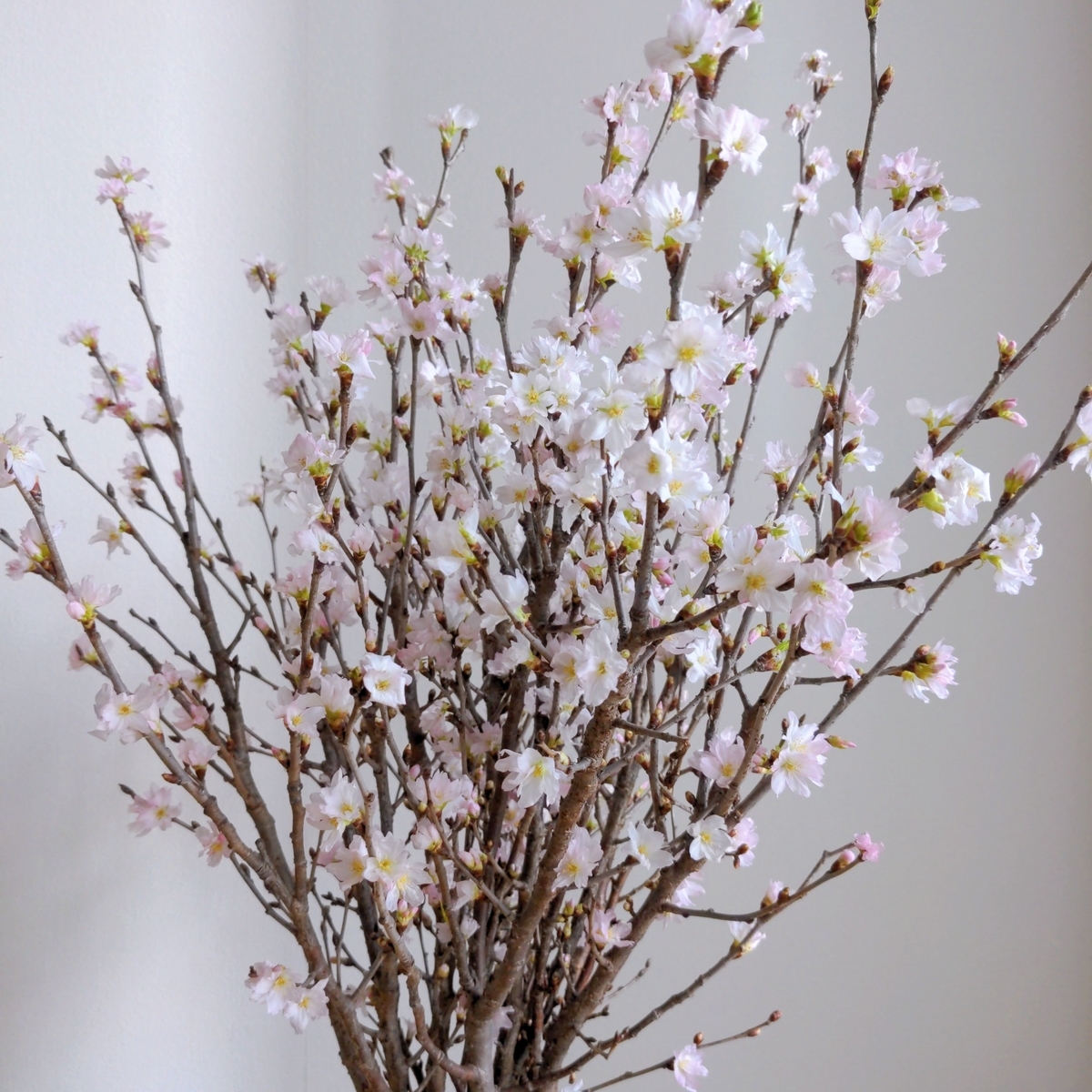 啓翁桜　終了となりました。 啓翁桜の挿し木 - 俺パソセニョリータ