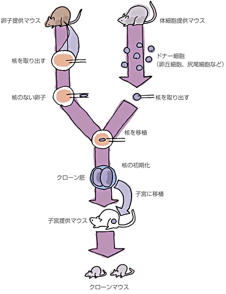 f:id:ryobu-0123:20180129180614j:plain f:id:ryobu-0123:20180129180614j:plain