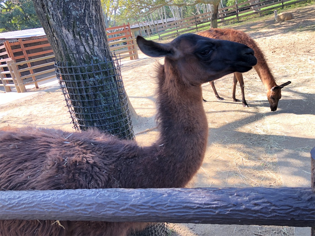 f:id:ryochiman:20191027235049j:image f:id:ryochiman:20191027235049j:image