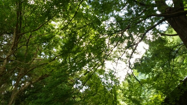 f:id:ryoconosima:20200824163055j:image f:id:ryoconosima:20200824163055j:image