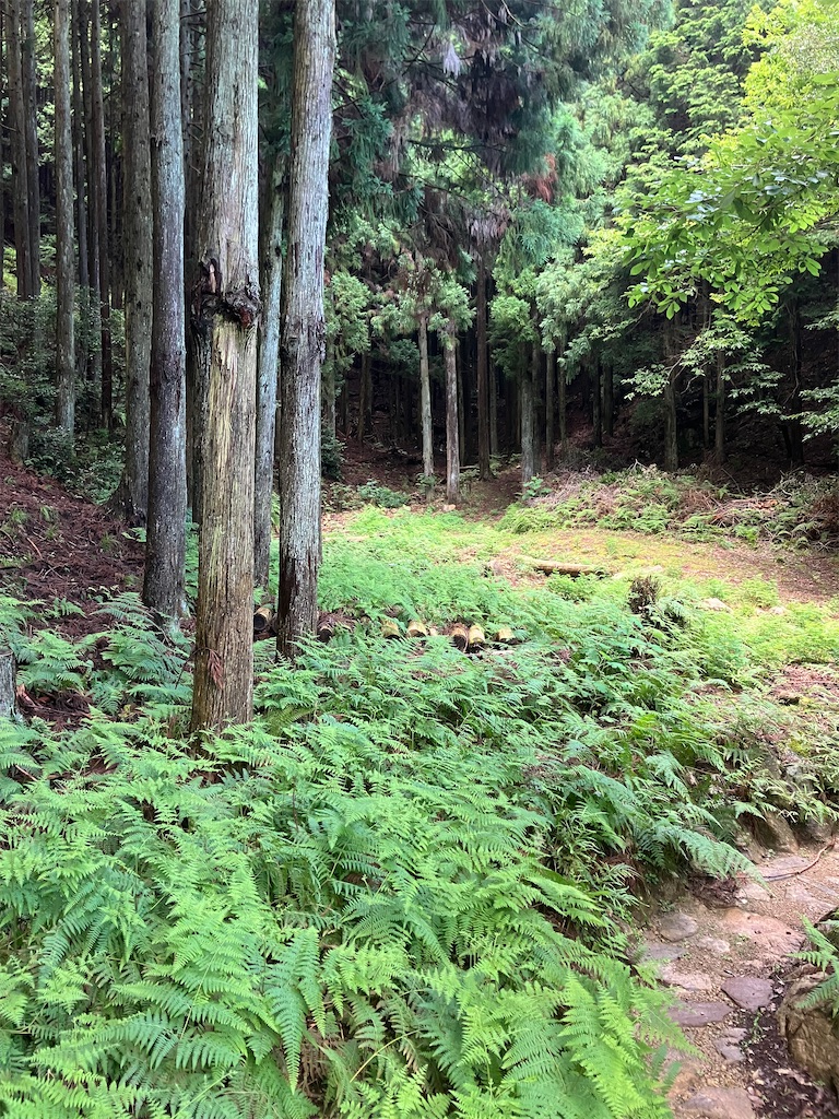 f:id:ryodate2022:20260703195655j:image