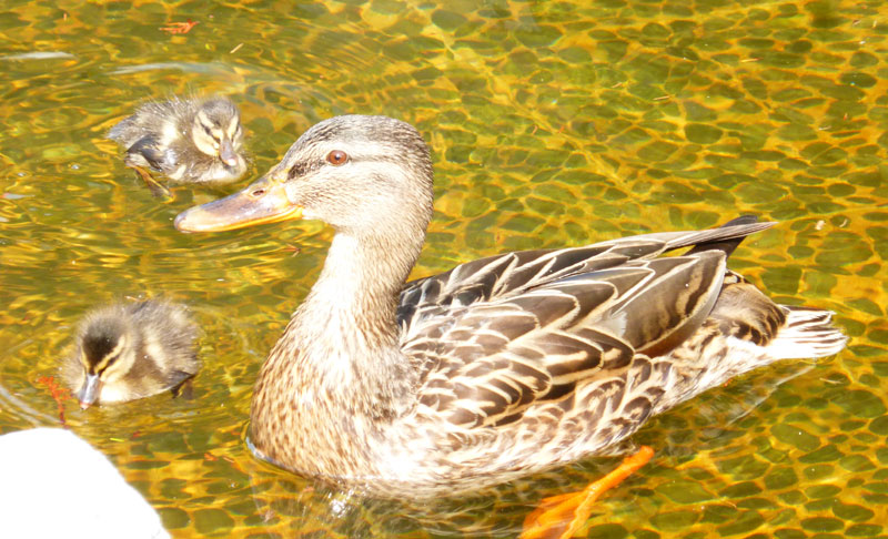 f:id:ryoen001:20150424092935j:image