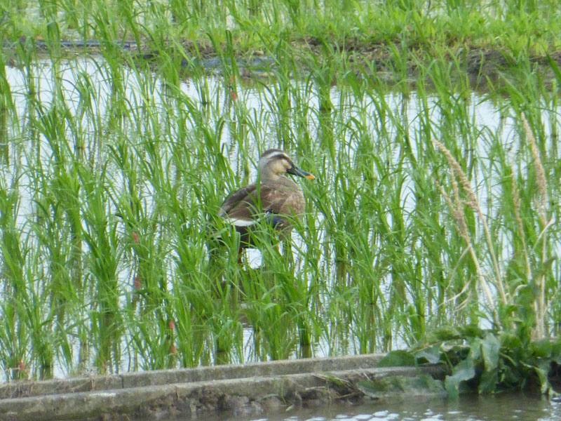 f:id:ryoen001:20160618054849j:image