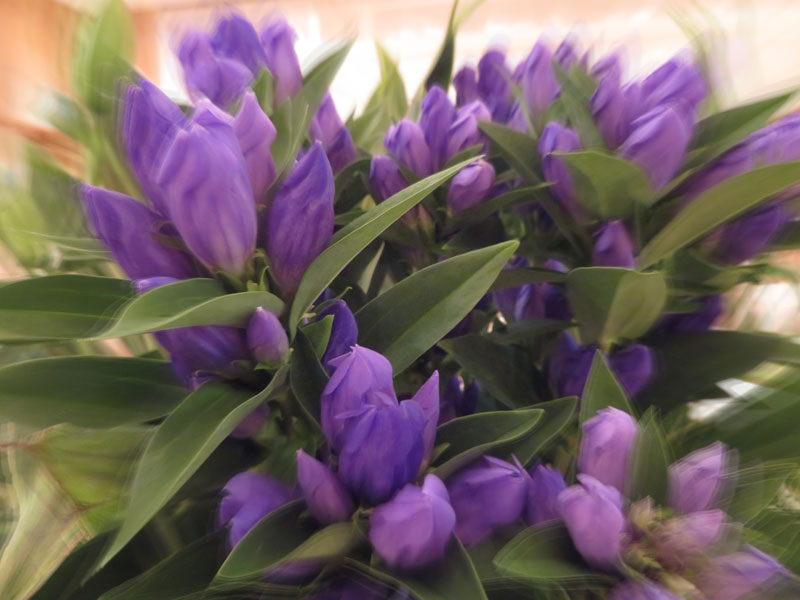 f:id:ryoen001:20170821063157j:image