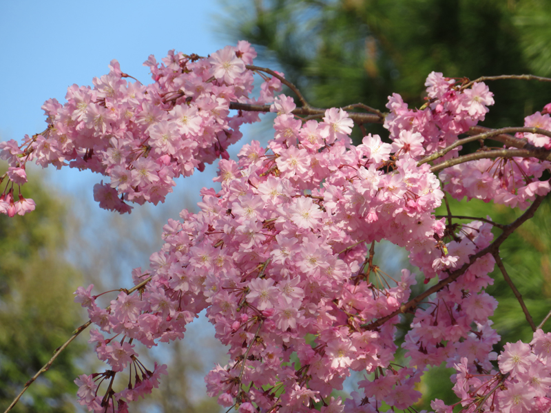 f:id:ryoen001:20180331055958j:image f:id:ryoen001:20180331055958j:image